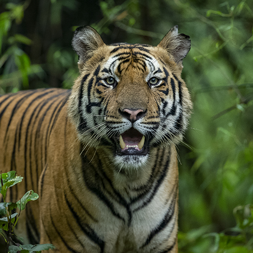 Bandhavgarh National Park