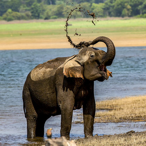 Corbett National Park