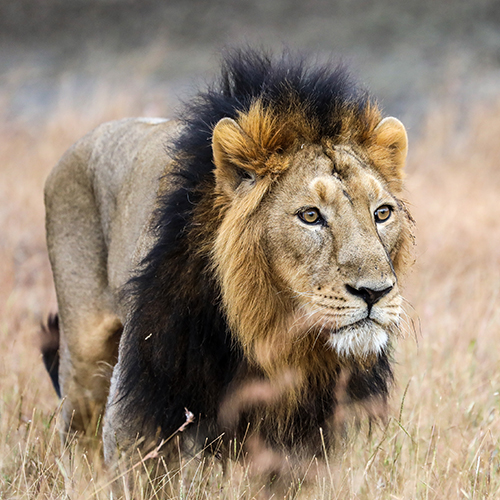 Gir National Park