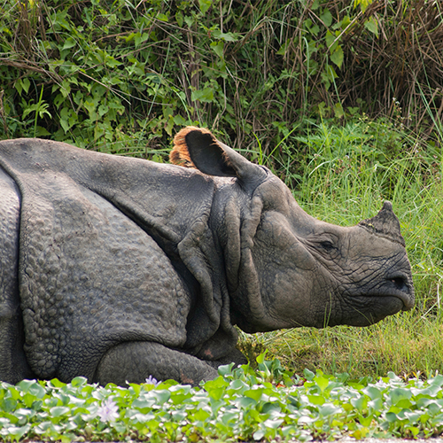 Kaziranga National Park