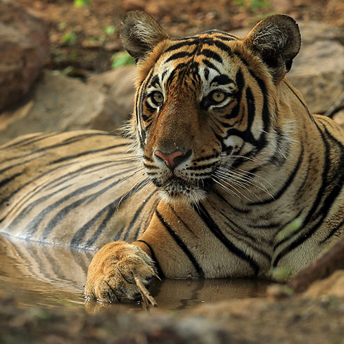 Ranthambore National Park