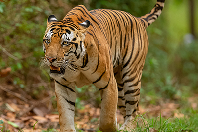 tiger safari in kanha