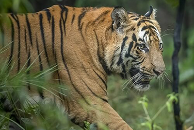 tiger safari tour in bandhavgarh
