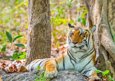 corbett national park tiger