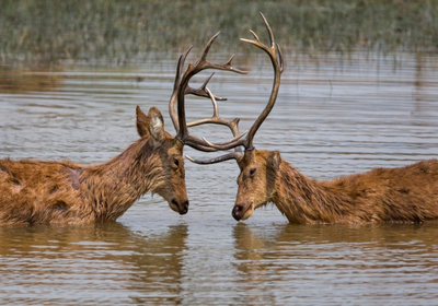 kanha national park