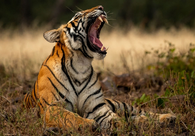 pench national park