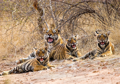 ranthambore national park