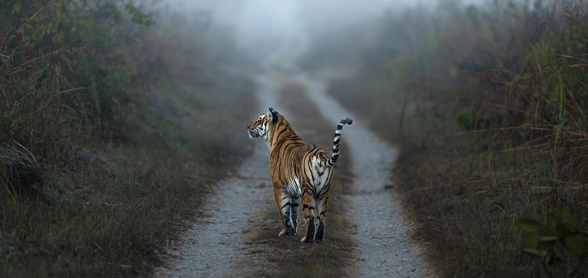 tiger safari in corbett national park