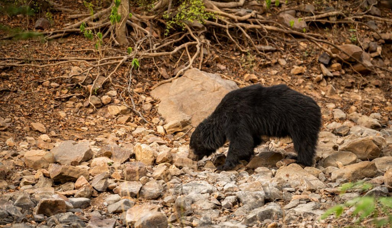 Panna national park wildlife 4