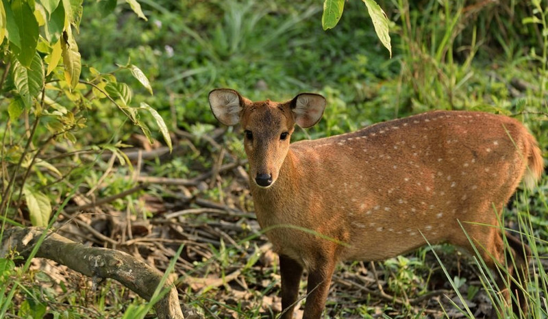 kaziranga national park safari 3