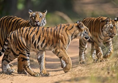 bandhavgarh national park