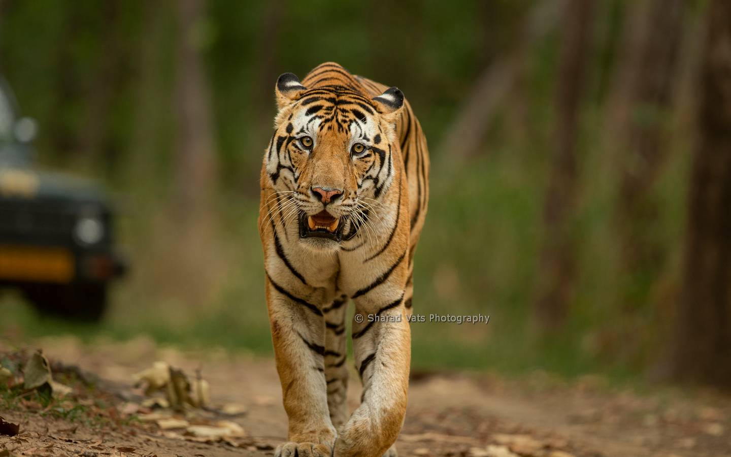 Banjaar Tola, A Taj Safari - Kanha National Park | Condé Nast Traveler