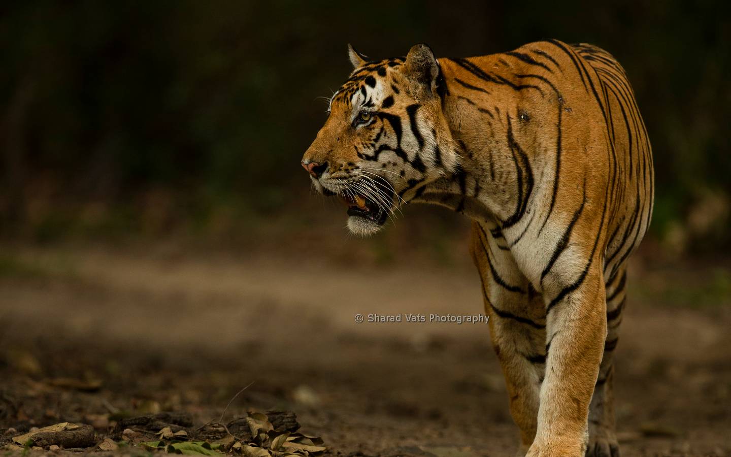 kaziranga national park