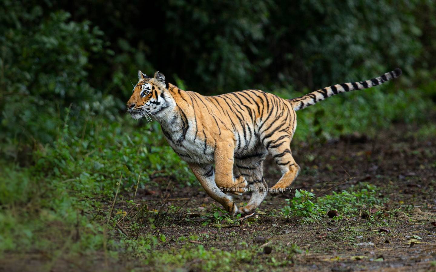 panna national park