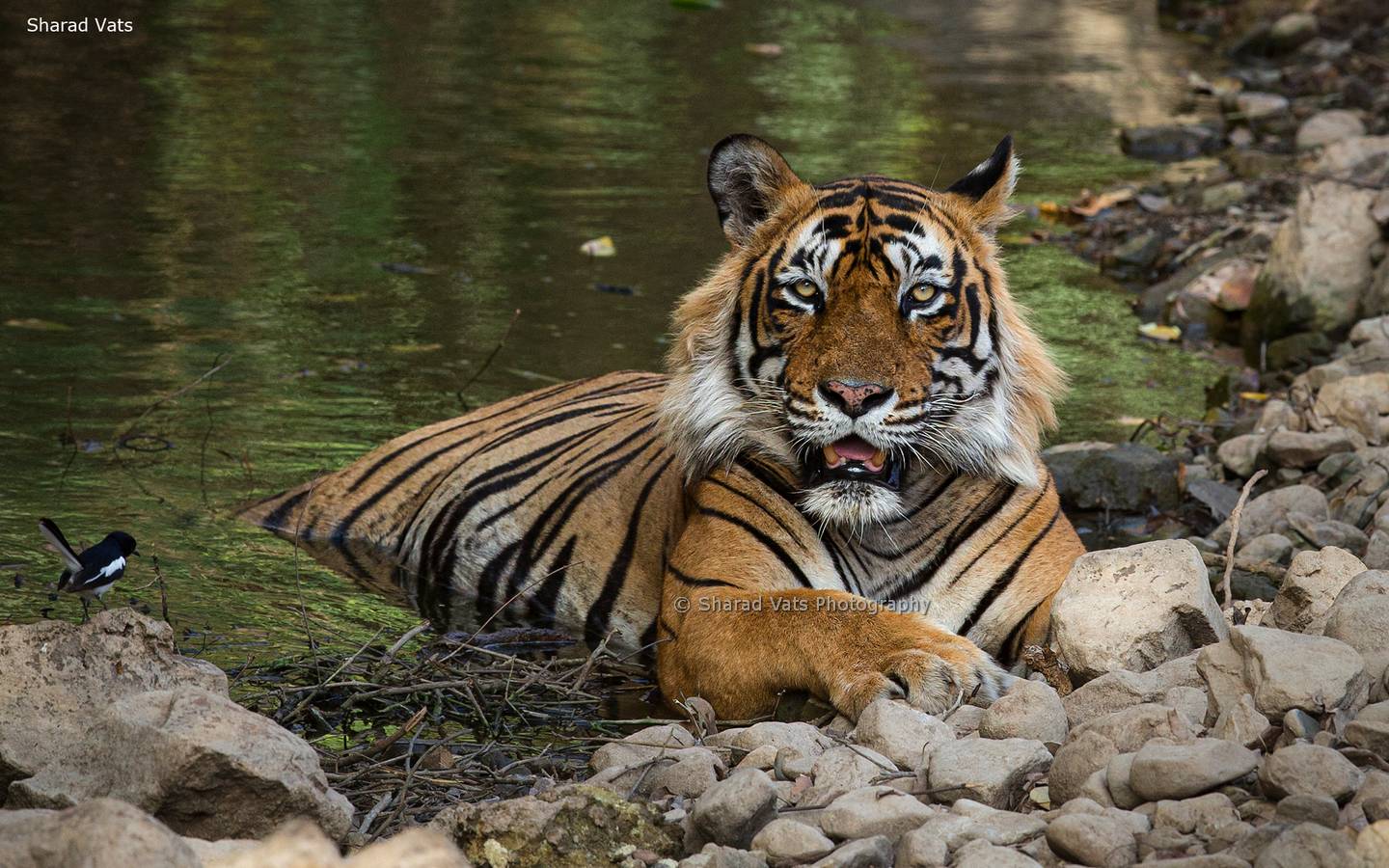 ranthambore national park