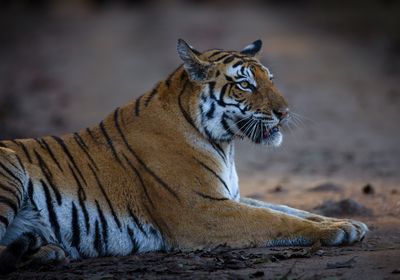 tiger in panna national park