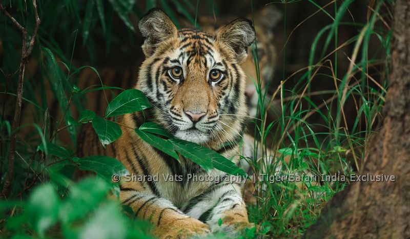 tiger safari in Bandhavgarh India 2