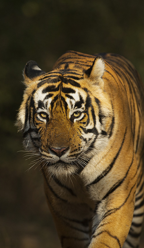 tiger safari in india m