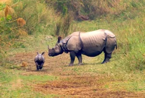 One horned rhino with calf in India