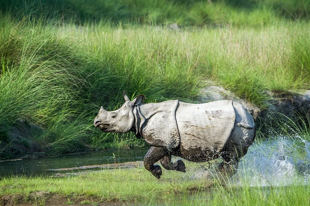 Rhino safari in india