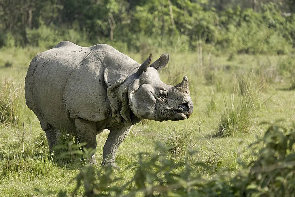 one horned rhino in India