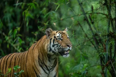 bandhavgarh kanha pench tour