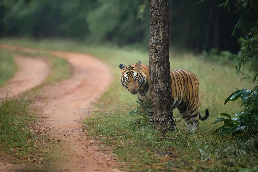 Top 3 National Parks for Tiger Safari in India