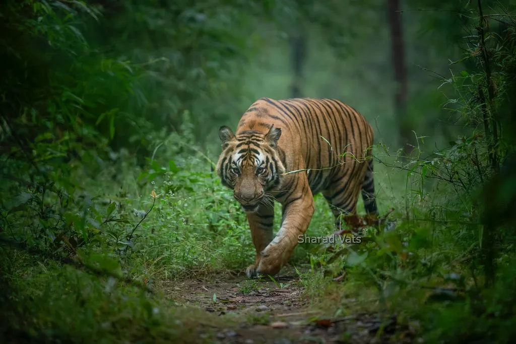 tiger safari in bandhavgarh result