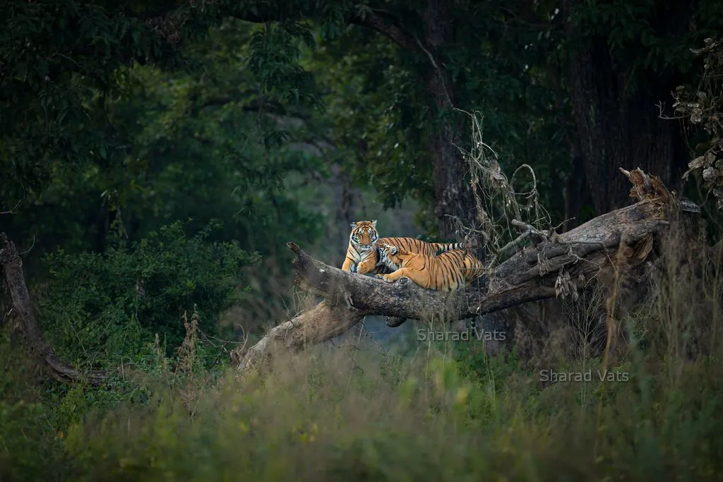tiger safari in jim corbett india result