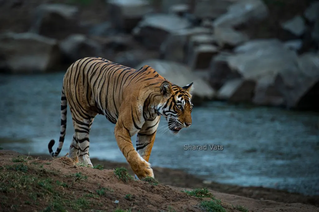 tiger safari in ranthambore