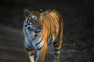 tigers lions leopard safari tour