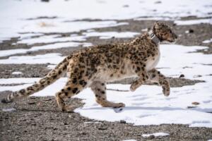 snow leopard in leh spiti valley India