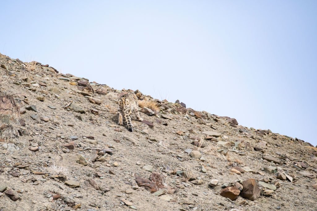 Spotting snow leopard in India