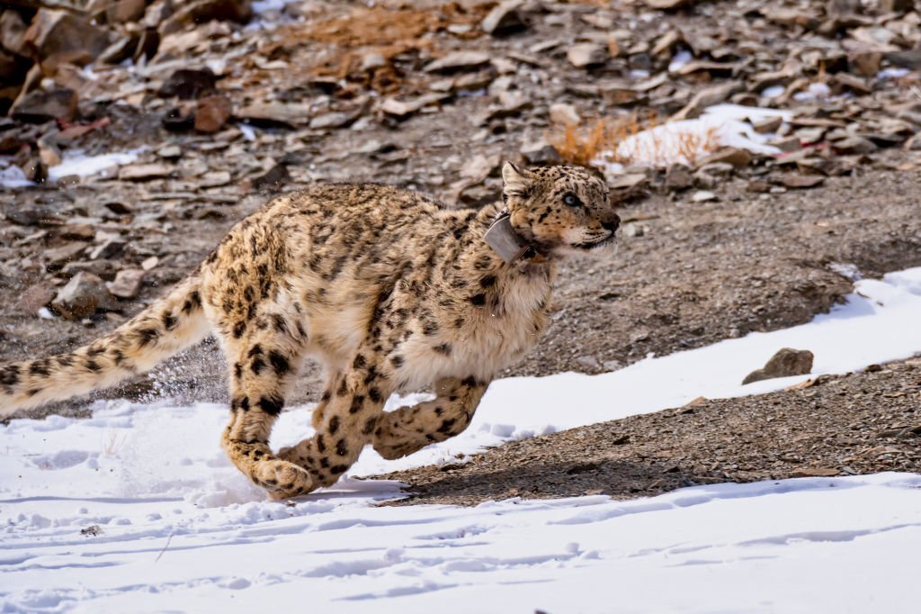 Snow leopard vs Common Leopard