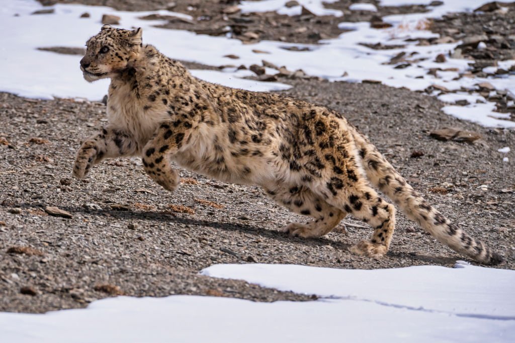snow leopard running on hill